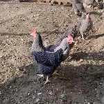 Farmház Unterdacheben *