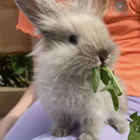 农家乐 Unterdacheben