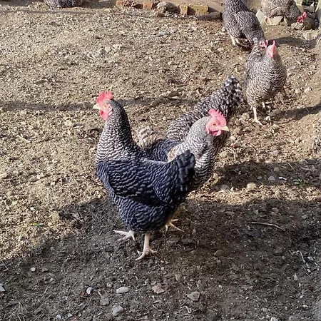 Gospodarstwo agroturystyczne Unterdacheben *