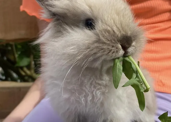 ファームステイ Unterdacheben