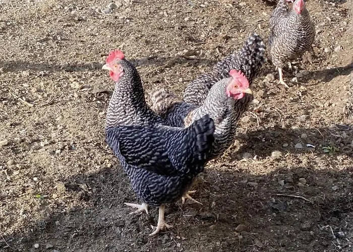 ファームステイ Unterdacheben *